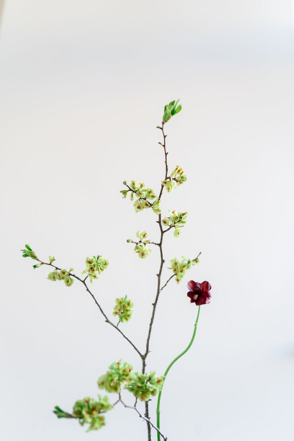 I Principi dell'Ikebana e l'Arte Contemporanea - 27 Novembre